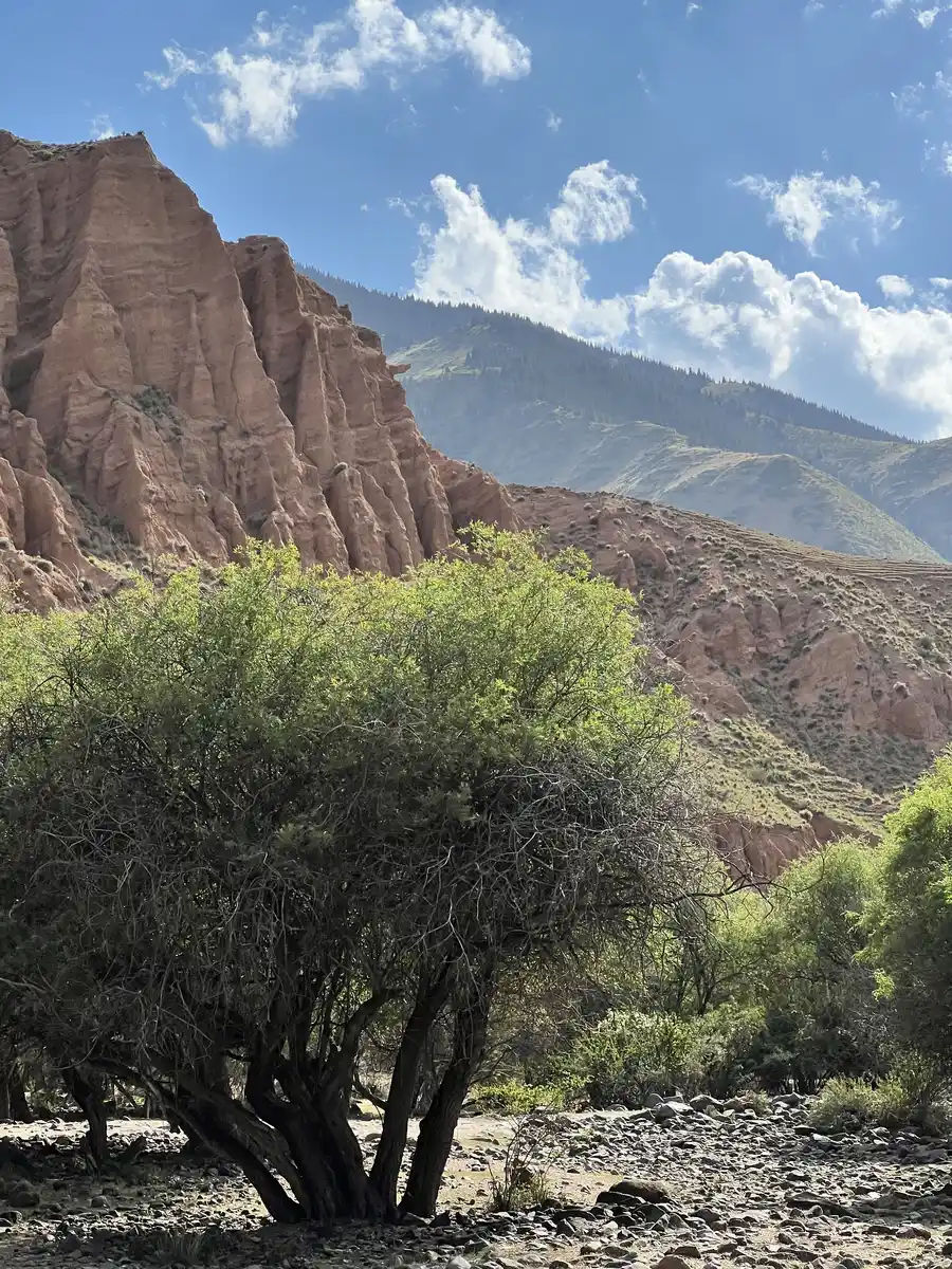 Bushes growing beside a dry riverbed beneath eroded orange canyon cliffs near the Assy Plateau